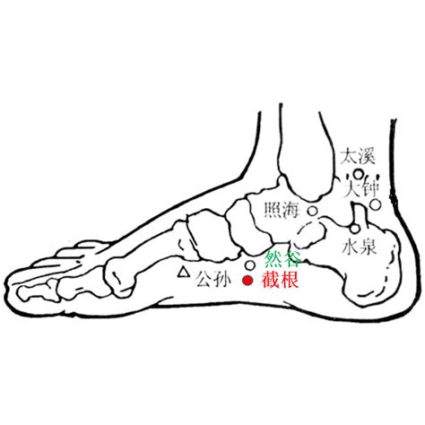 截根穴位置|截根的准确位置是什么？